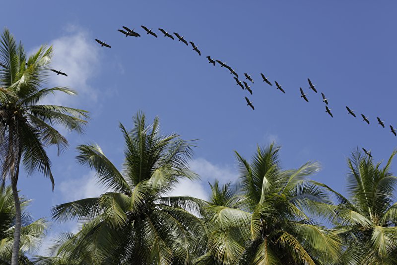 Papier peint Le vol des oiseaux