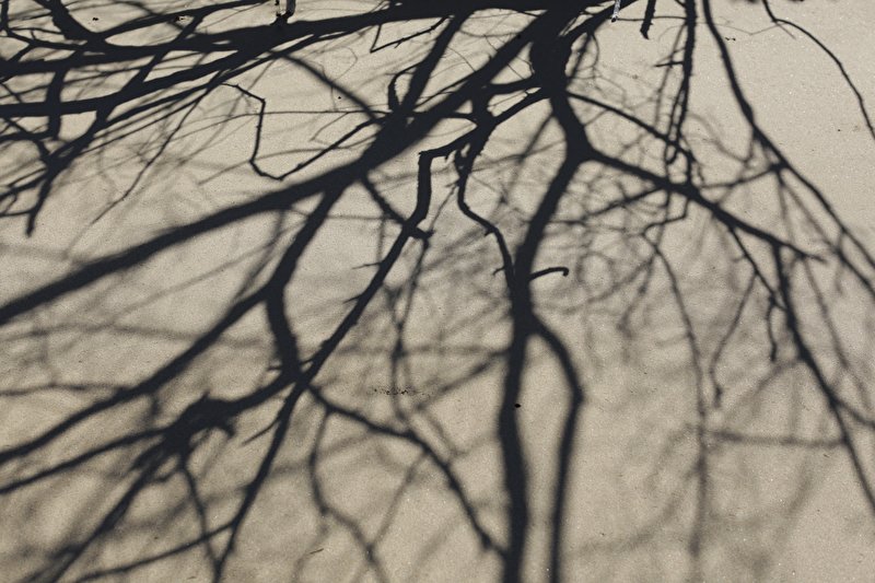 Papier peint Ombre d'un arbre