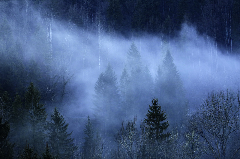 Papier peint Brume sur la forêt