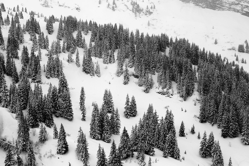 Papier peint Forêt enneigée
