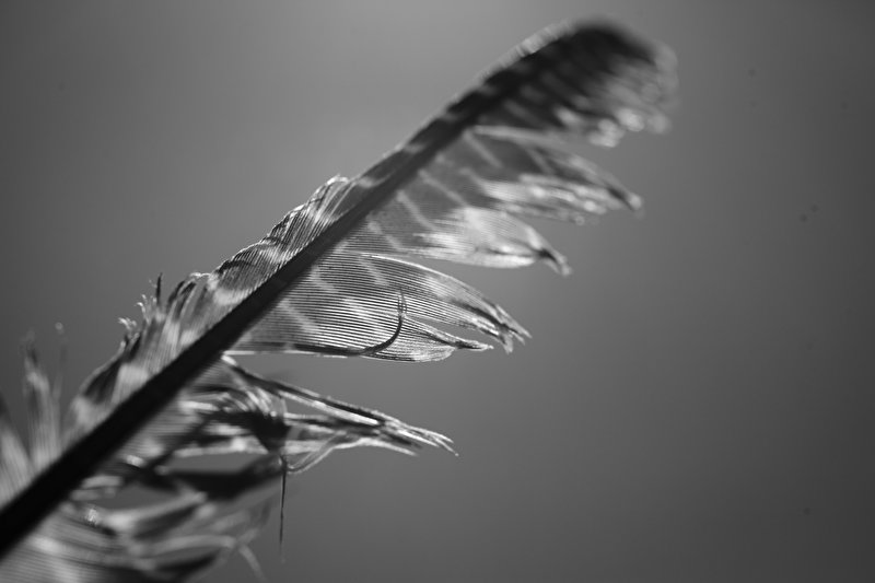 Papier peint Plume