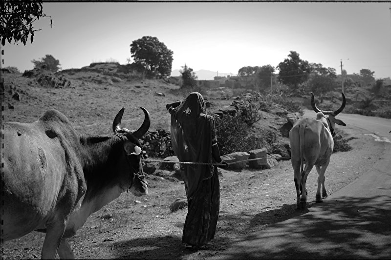 Papier peint Les vaches sacrées