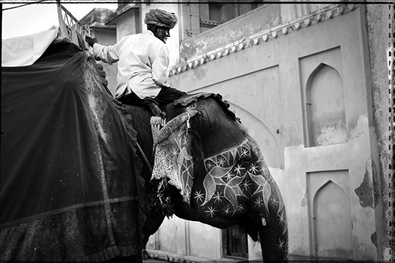 Papier peint Eléphant d'Inde