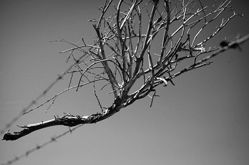 Papier peint Nature suspendue