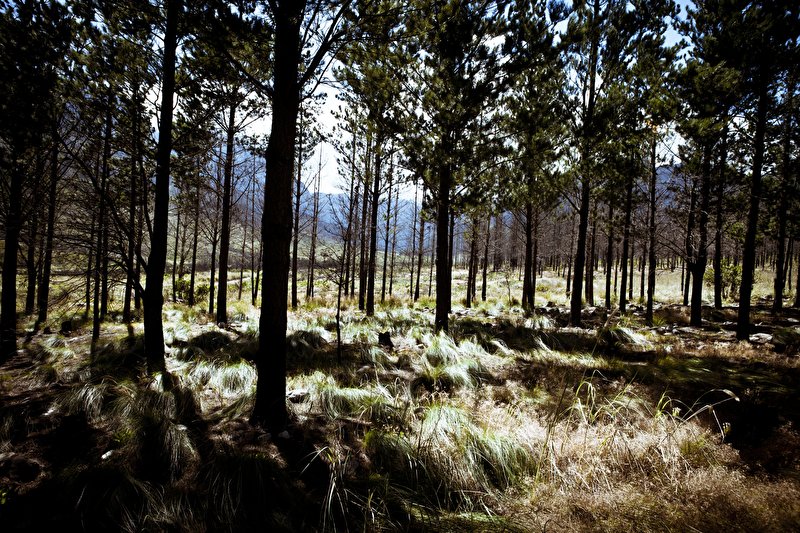 Papier peint Forêt de pins