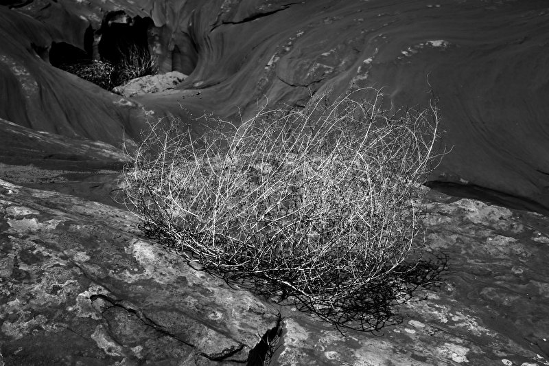 Papier peint Nuage de branches