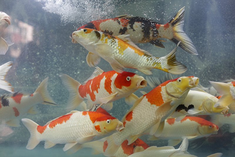 Papier peint Chinese Fish
