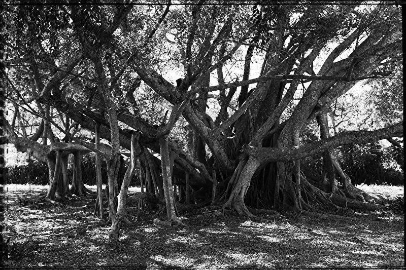 Papier peint L'arbre du temps