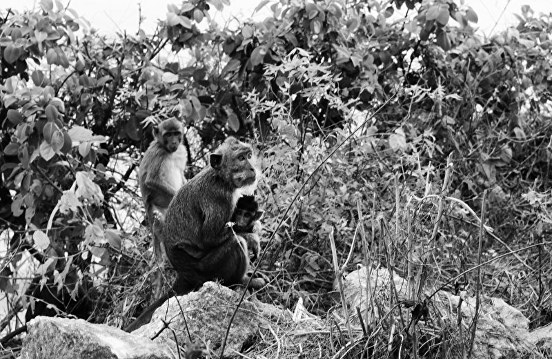 Papier peint Les singes