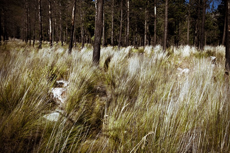 Papier peint Forêt de sapins