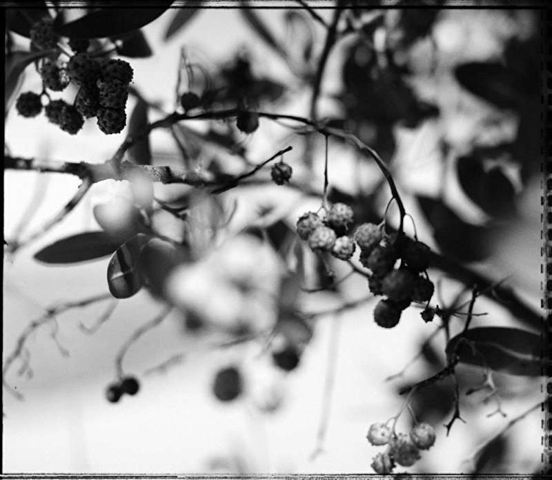 Papier peint Arbres fruitier