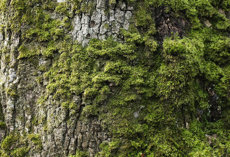 Papier peint Verdure sur écorce