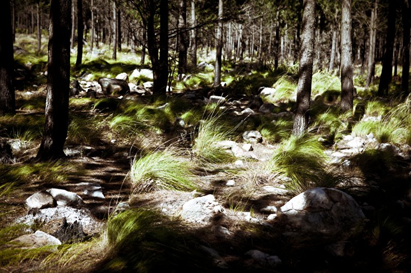 Papier peint Forêt verdoyante