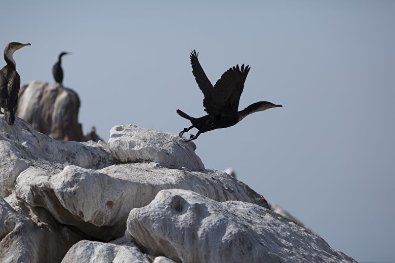 Papier peint L'envol des oiseaux