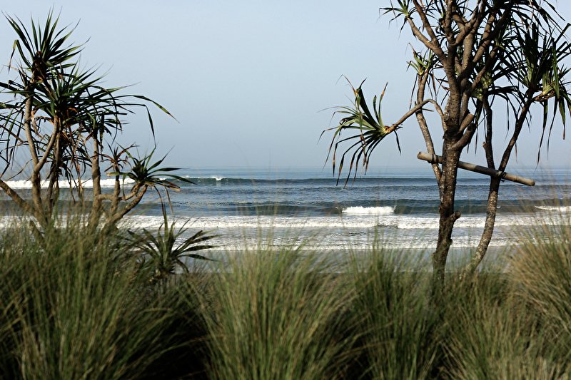 Papier peint Verdure en bord de plage